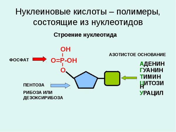 Различия в строении молекул ДНК И РНК