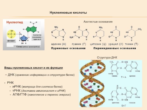 Биологические полимеры нуклеиновые кислоты