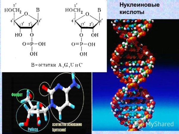 Первичная структура РНК