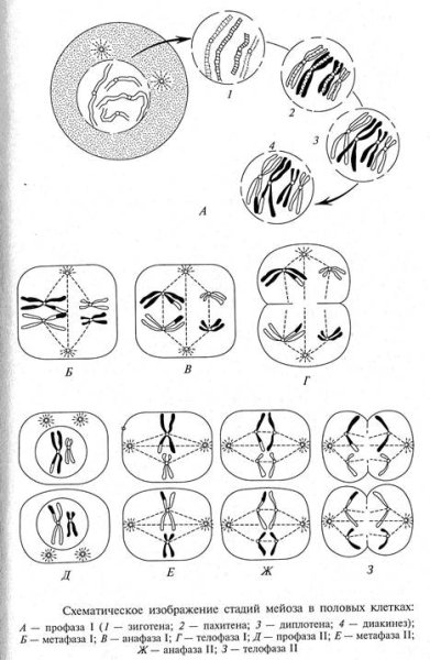 Схема мейоза кратко