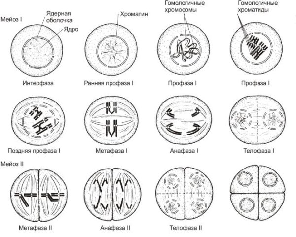 Фазы мейоза таблица профаза 1