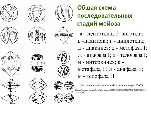 Схема стадий мейоза