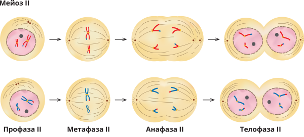 Профаза мейоза 2