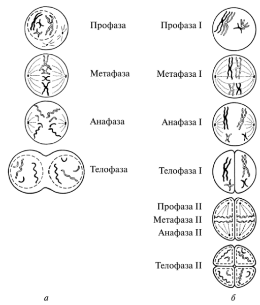 Фазы митоза и мейоза ЕГЭ