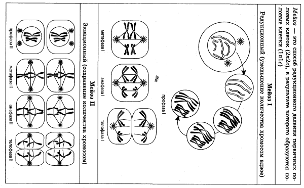 Схемы фаз митоза и мейоза