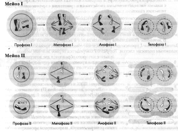 Фазы мейоза схема