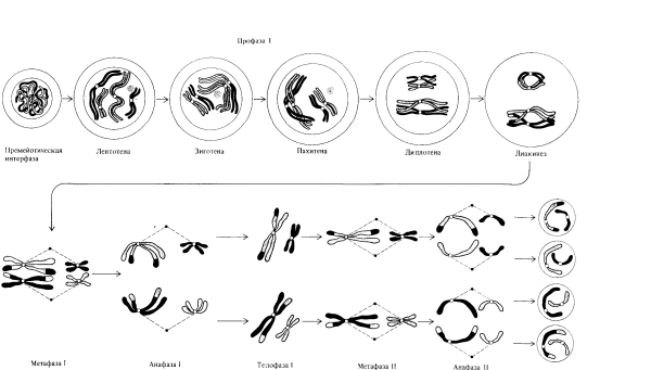 Стадии метафазы 1 мейоза