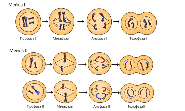 Фазы мейоза схема