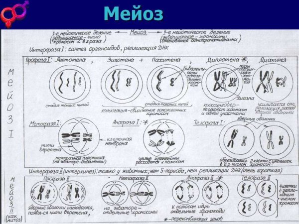 Фазы мейоза схема