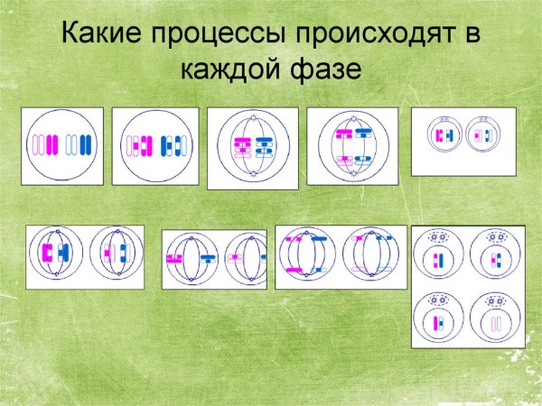 Ход мейоза фазы и процессы