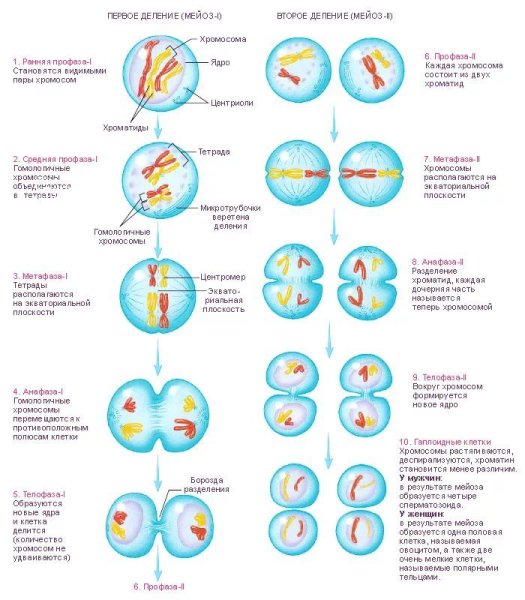 Фазы митоза и фазы мейоза