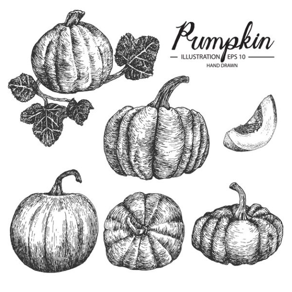 Тыква карандашом штриховка