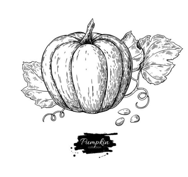 Тыква в графике