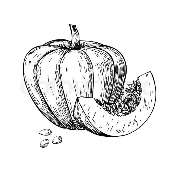 Семена тыквы вектор
