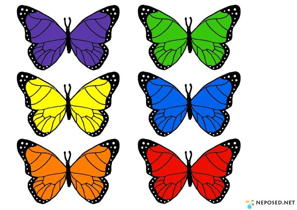Бабочки цветные