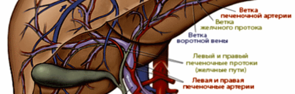 Передне-задний размер левой доли печени норма