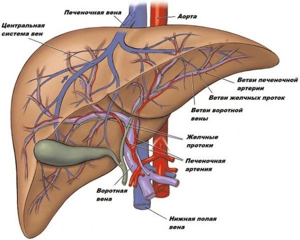 Кровеносная система печени схема