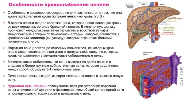 Кровеносная система печени схема