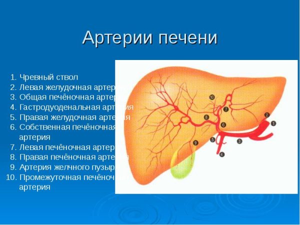 Строение печени и печеночной дольки
