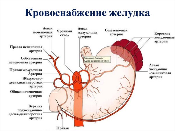 Кровеносная система печени схема