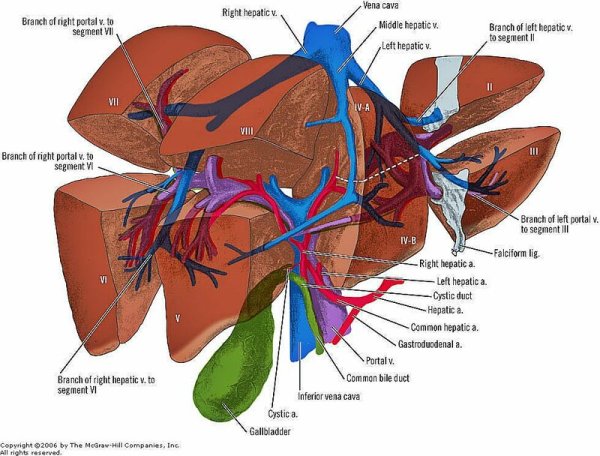 Система циркуляции крови в печени