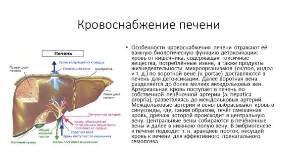 Портальная Вена анатомия печени