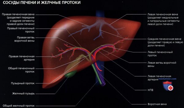 Анатомия желудка кровоснабжение иннервация