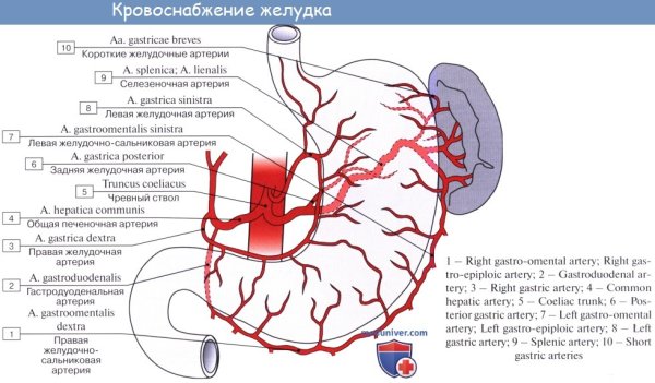 Клинико-анатомические формы портальной гипертензии
