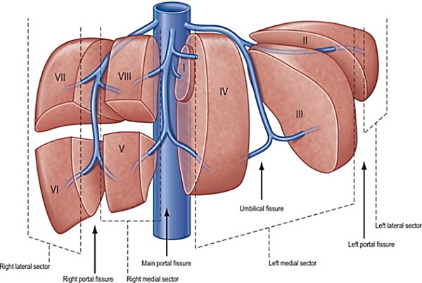 Строение печени и печеночной дольки
