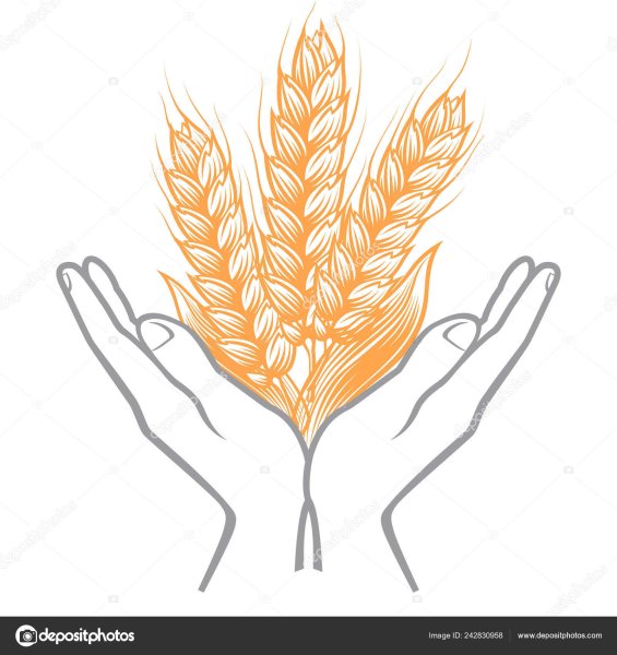 Рисование хлеба и Колос