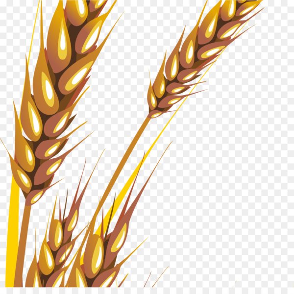 Колоски рожь и пшеница