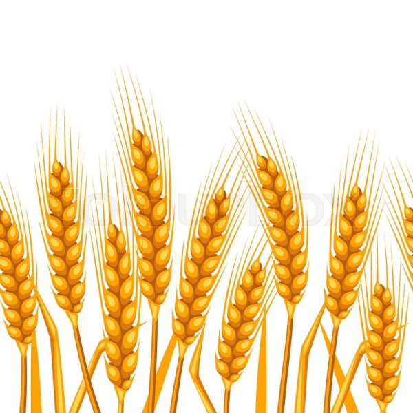 Колоски хлеба рисунок