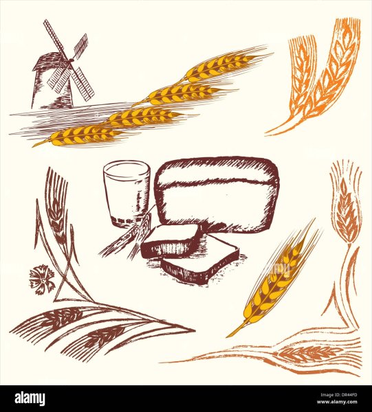 Пшеница вектор