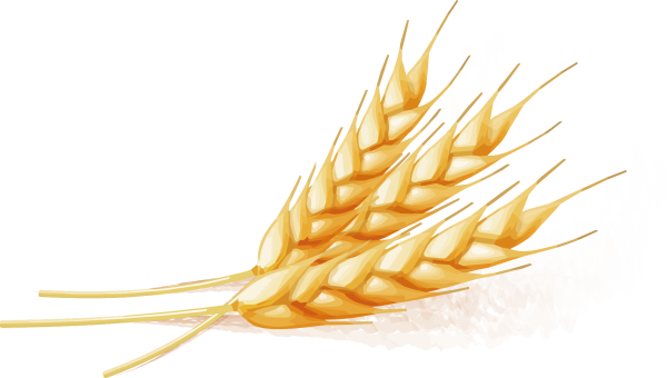 Колосья пшеницы на прозрачном фоне