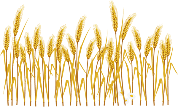 Рамка с колосьями пшеницы