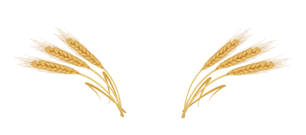 Пшеница на белом фоне