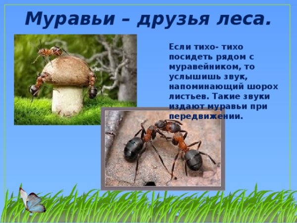 Насекомые санитары леса