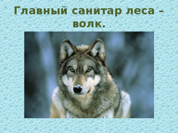 Санитары леса