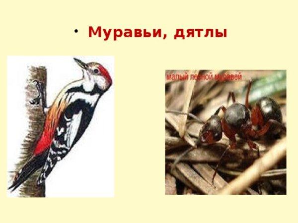 Дятел санитар леса