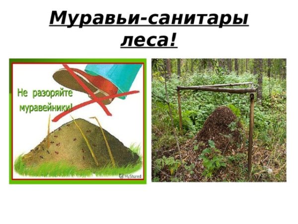 Муравьи санитары леса