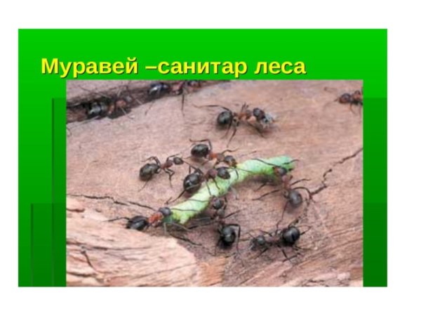 Насекомые санитары леса