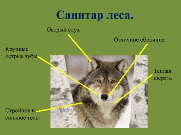 Санитары леса животные