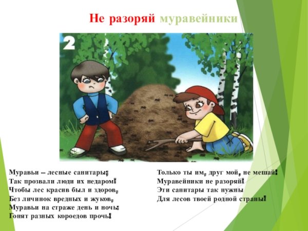 Муравьи санитары леса