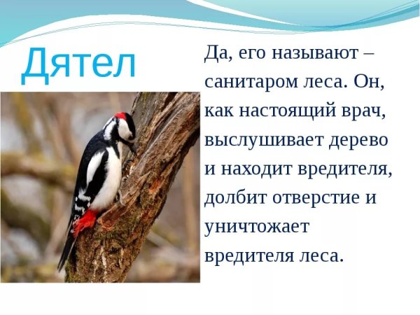 Дятел санитар леса