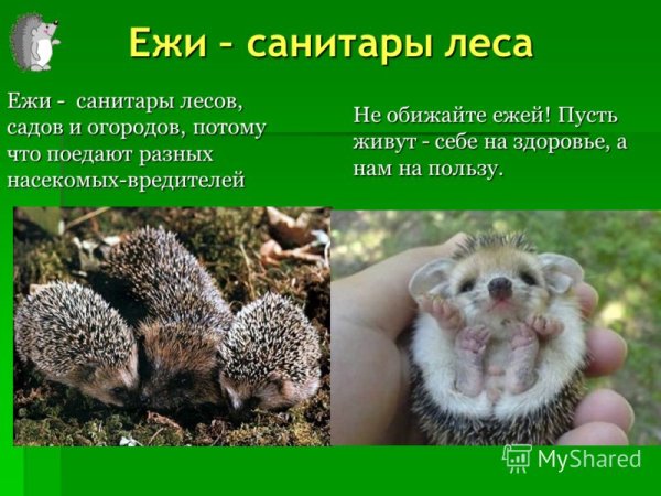 Ежи санитары леса