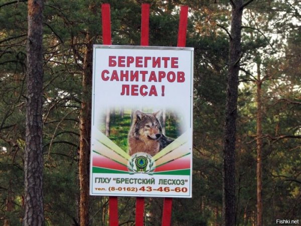 Волки Лесные санитары