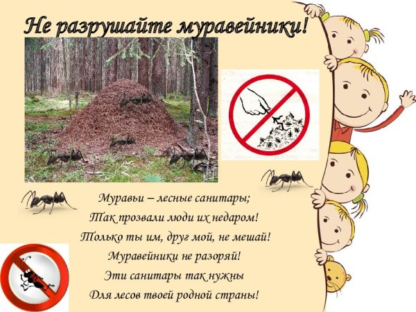 Не разоряйте муравейники