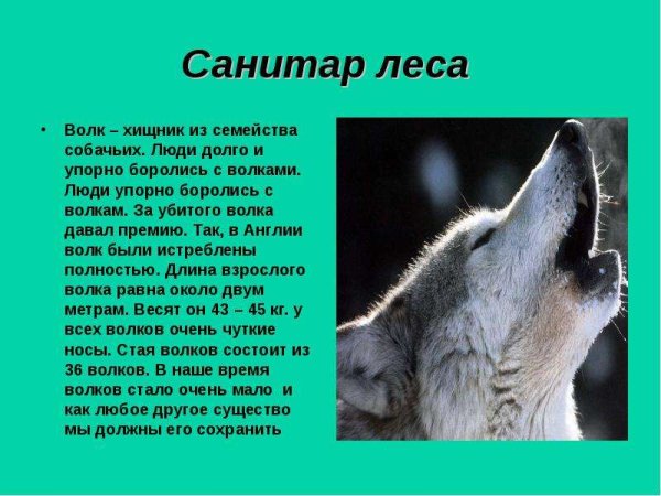 Волк санитар леса