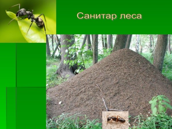 Муравьи санитары леса