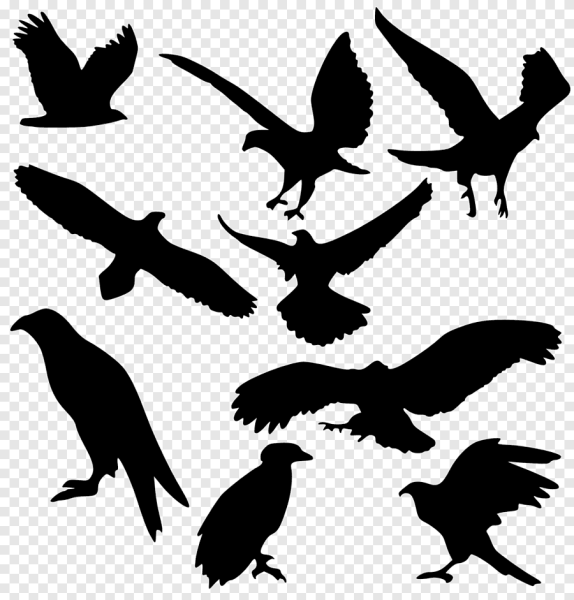 Силуэт летающих птиц